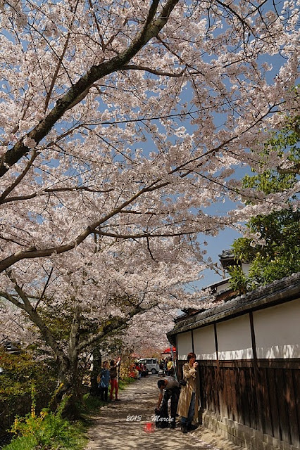 京都哲學之道櫻花