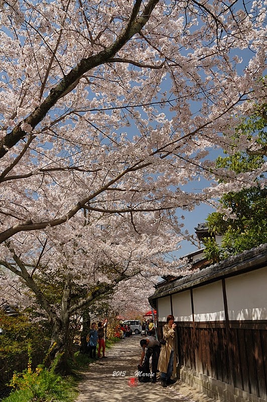 京都哲學之道櫻花
