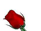 Red_rose_closeup[5]