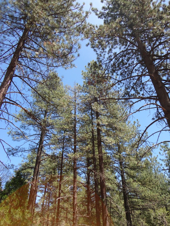 [Idyllwild%2520Camping%2520007%255B8%255D.jpg]