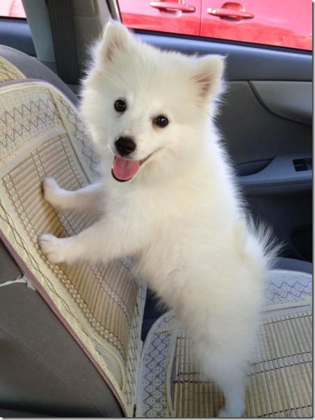 funny-animals-cute-6