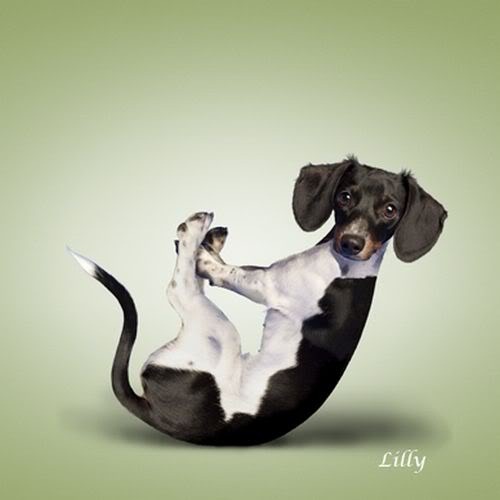 [Yoga-dogs-8%255B3%255D.jpg]
