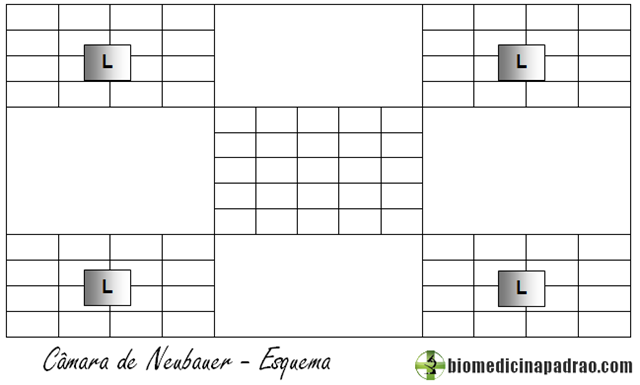 Câmara de Neubauer Câmara de Neubauer