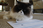 Now, all I need to do is fill in the square that says 'Vivaldi the cat.'
