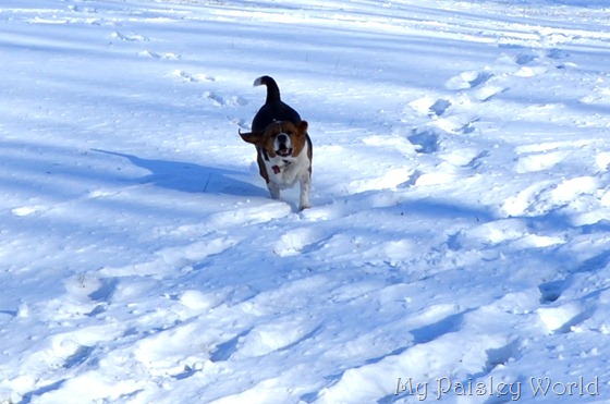 DSC_0980snow