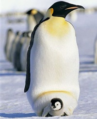 pinguim-imperador-filhote