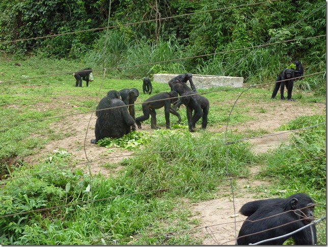bonobos protégés à kinshasa