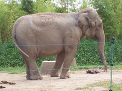 2007.07.05-008 éléphant d'Asie