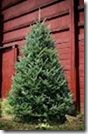 Fraser Fir