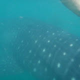We got the chance to swim with a 30 ft long whale shark outside the town of Donsol, Philippines. It was amazing 2012-2-4 Swimming with Whale Sharks Donsol
