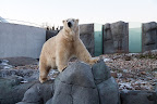 Polar bear. The Arctic Ring, Copenhagen ZOO 2013.
