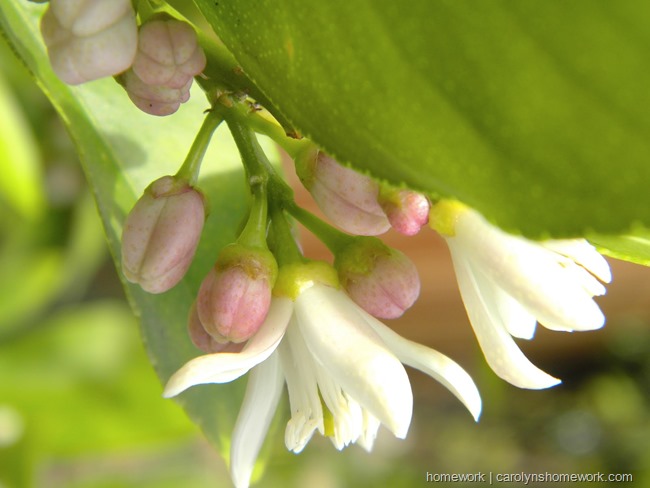 Lemon Buds | carolynshomework.com