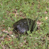 Snapping turtle. Snapping turtle.