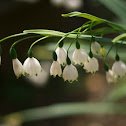 Spring Snowflake