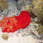Spanish dancer