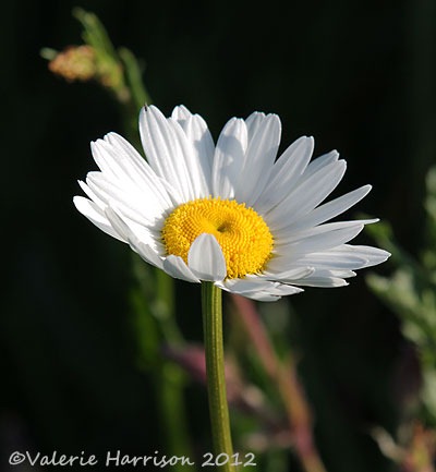 [Ox-eye-Daisy-2%255B2%255D.jpg]
