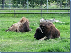 0199 Alberta Calgary - Calgary Zoo The Canadian Wilds - Muskox