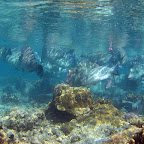 School of large bump head parrotfish (Sipadan)