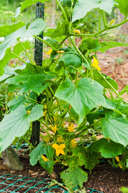 [garden-1773%255B4%255D.jpg]