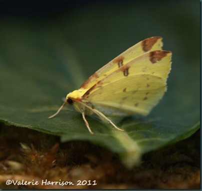 brimstone-side brimstone-side