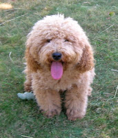 Rivermist Quince, Sire our Puppettes