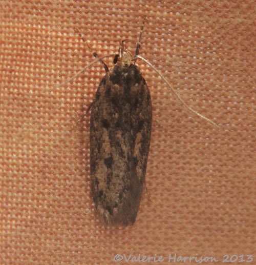 [brown-house-moth2.jpg]