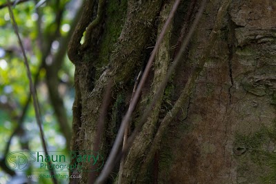 Glendurgan Garden-6.jpg