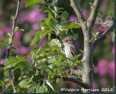 spotted-flycatcher-2