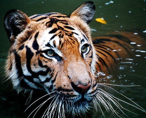 [Fun%2520Facts%2520about%2520Tigers%2520in%2520the%2520water%255B4%255D.jpg]