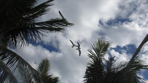 After all...they have the advantage of watching all the local activity from above!