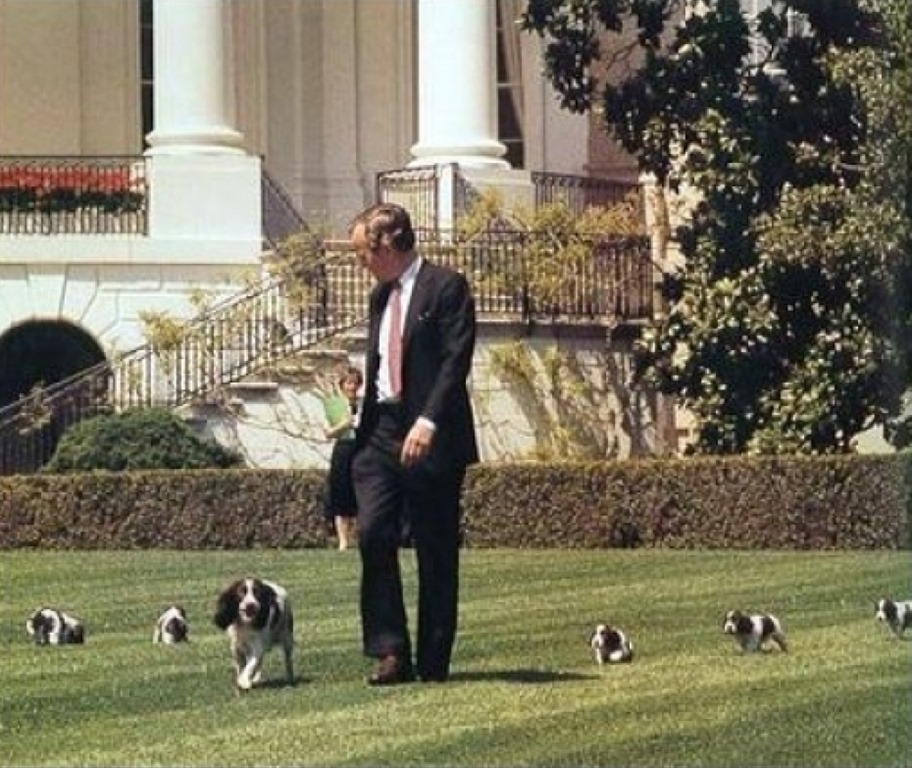[george%2520h%2520bush%2520millie%2520and%2520the%2520puppies%255B5%255D.jpg]