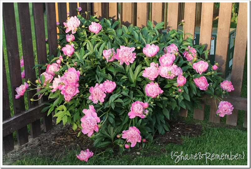 peoniesbackyard