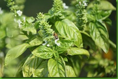 basil basil