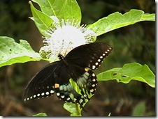 IMGA0542 IMGA0542