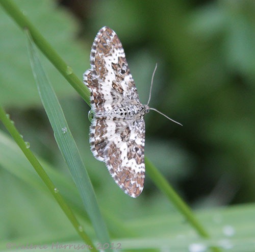 [small-argent--sable2.jpg]