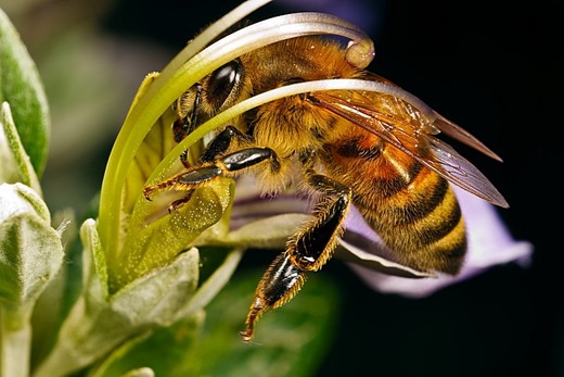 [bee-big-4%255B2%255D.jpg]