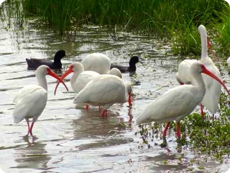 ibis