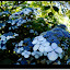 Blau Blau