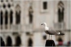 In Venedig zu Hause