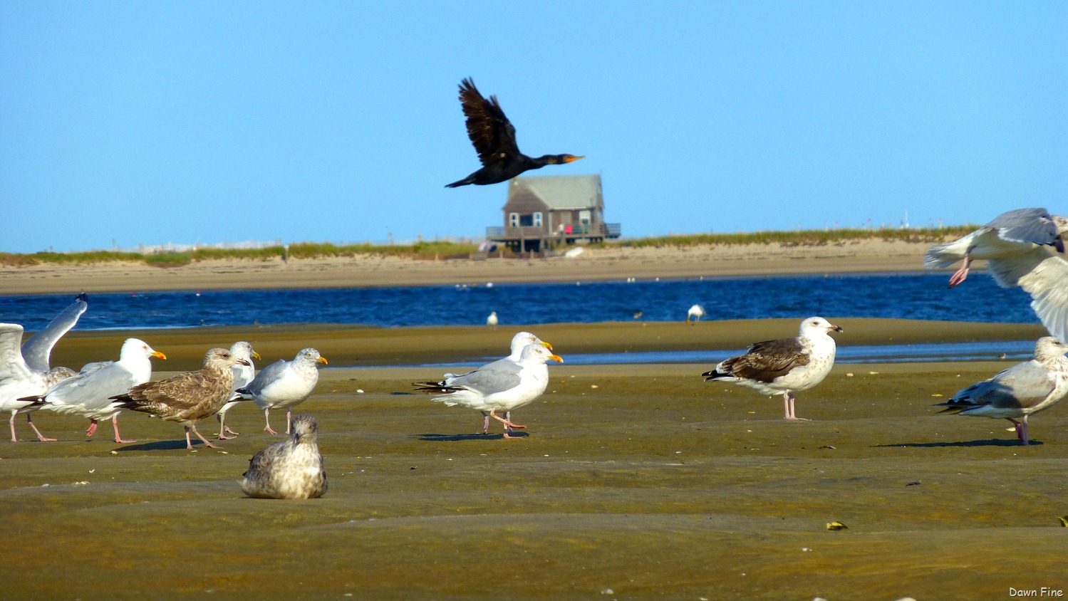 [tern%2520island%2520birding_058%255B5%255D.jpg]