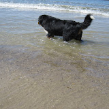  &ndash; Milla er ved at blive en vandhund