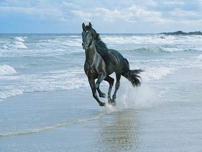 Caballo_Negro_en_la_Playa_1024x768-633347.jpg