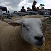 GLAShow 2012 024.jpg