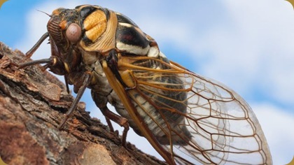 Cicada on branch