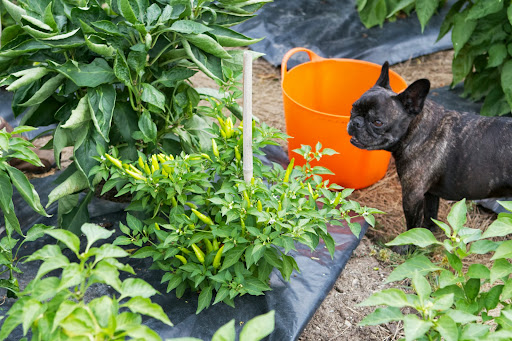 Ryan, there seem to be many peppers for the picking. I know you planted both hot and sweet varieties. Ryan, there seem to be many peppers for the picking. I know you planted both hot and sweet varieties.