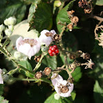 IMG_1597.JPG