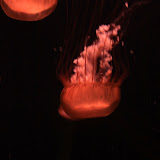 IMG_4745.JPG