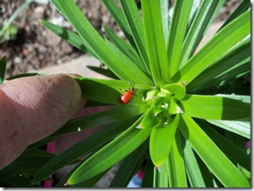 lily beetle, scarlet lily beetle