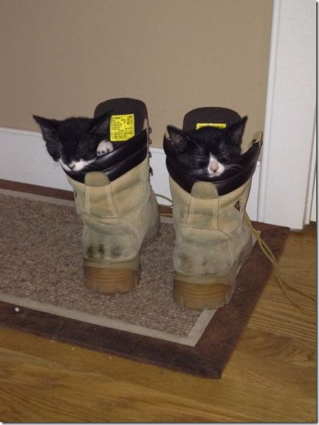 funny-animals-cute-3