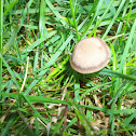 Mowers Mushroom